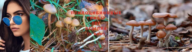 где можно купить наркотик  Избербаш  Псилоцибиновые грибы Psilocybine cubensis 